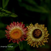 Xerochrysum bracteatum (Vent.) Tzvelev